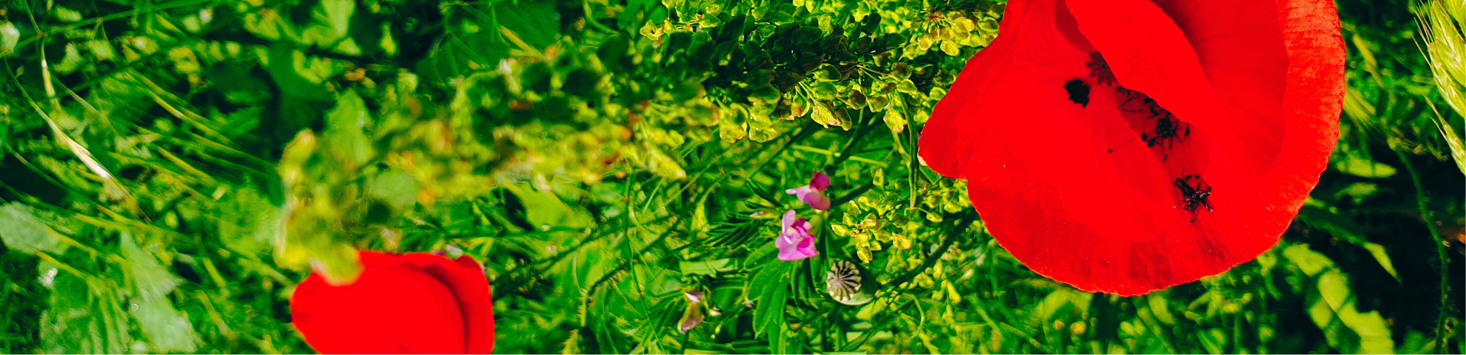 Photo Slider Setting 3 PRINTEMPS