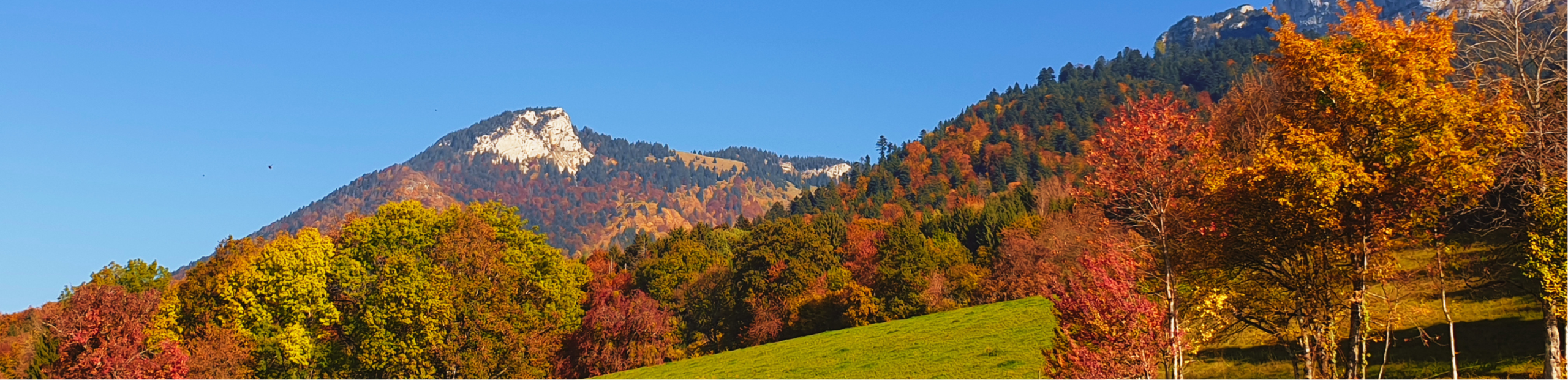 SLIDER SETTING AUTOMNE 4